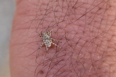 Anoteropsis litoralis