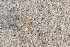 Anoteropsis litoralis