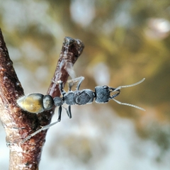 Myrmecia mandibularis