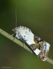 Acontia lucida