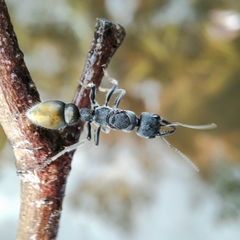 Myrmecia mandibularis