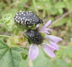 Oxythyrea noemi