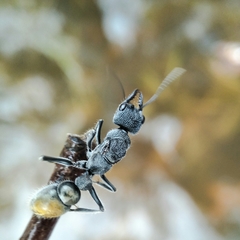 Myrmecia mandibularis
