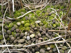 Raphicerus melanotis
