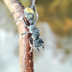 Myrmecia mandibularis