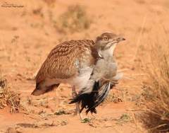 Chlamydotis undulata