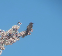 Hypsipetes amaurotis