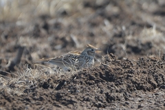Alauda arvensis pekinensis