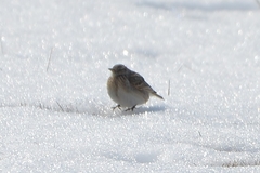 Alauda arvensis pekinensis