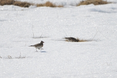 Alauda arvensis pekinensis