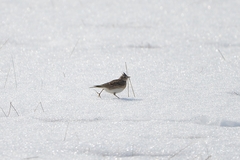 Alauda arvensis pekinensis