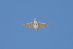 Alauda arvensis pekinensis