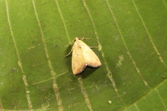 Marimatha botyoides