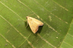 Marimatha botyoides