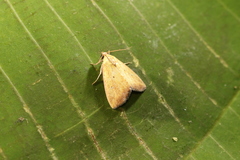 Marimatha botyoides