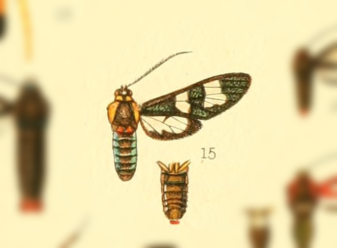 Phoenicoprocta eximia