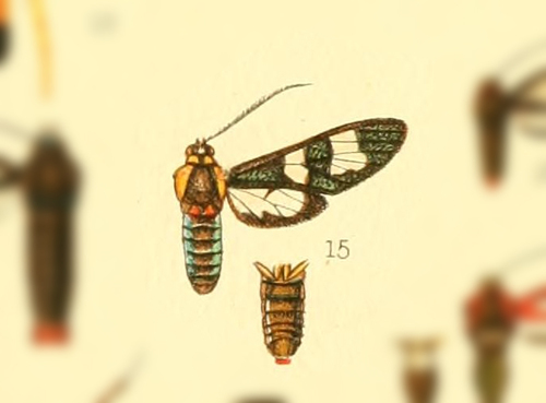 Phoenicoprocta eximia