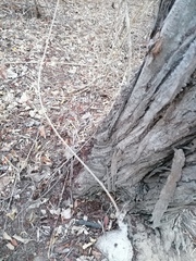 Ibervillea hypoleuca