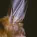 Bates's Slit-faced Bat - Photo (c) Jakob Fahr, some rights reserved (CC BY-NC), uploaded by Jakob Fahr