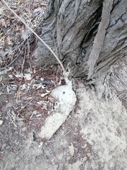 Ibervillea hypoleuca