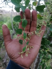 Cryptocarpus pyriformis