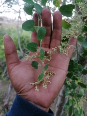 Cryptocarpus pyriformis