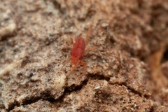 Smarididae
