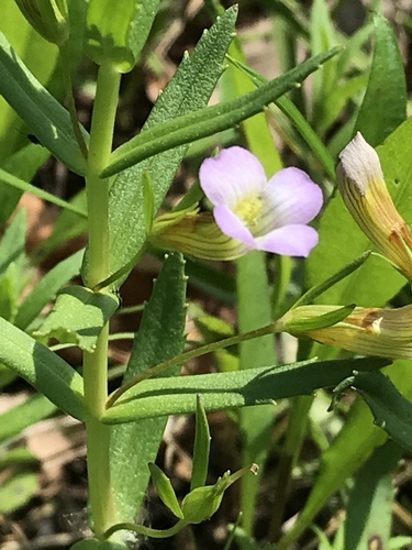 Hedge-hyssop