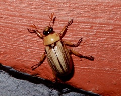 Anomala communis