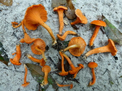 Cantharellus texensis