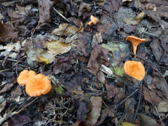 Cantharellus texensis