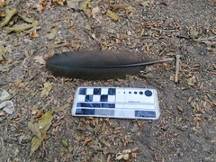 Ortalis poliocephala