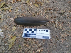 Ortalis poliocephala