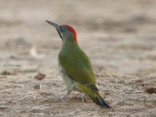 Pito bereber (Picus vaillantii)