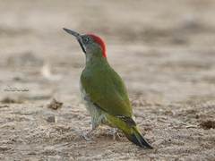 Picus vaillantii