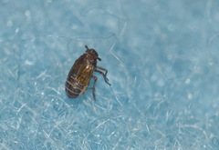 Kosswigianella exigua