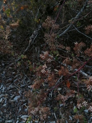 Salpianthus arenarius