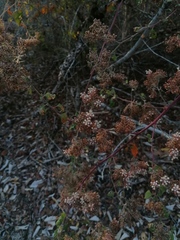 Salpianthus arenarius