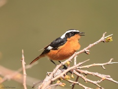 Phoenicurus moussieri