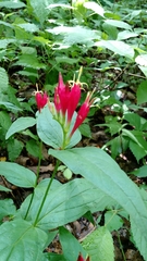 Spigelia marilandica