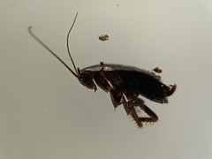 Loboptera canariensis