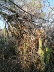 Tillandsia huamelulaensis
