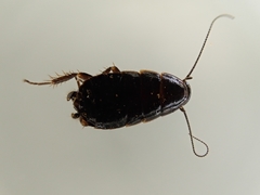 Loboptera canariensis