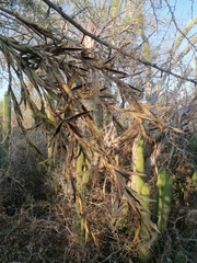 Tillandsia huamelulaensis