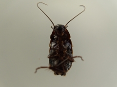 Loboptera canariensis