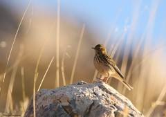 Anthus pratensis