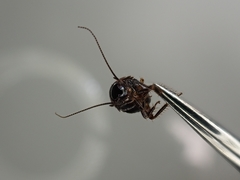 Loboptera canariensis