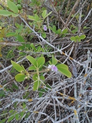 Vitex mollis