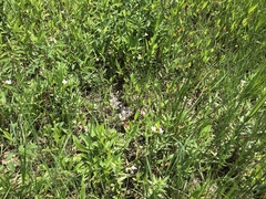 Gratiola officinalis