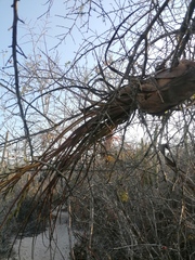 Tillandsia huamelulaensis